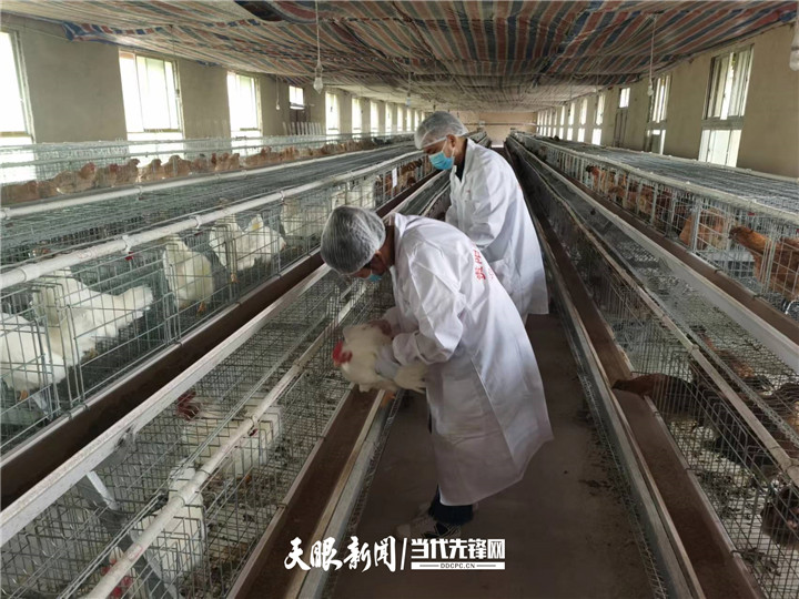 【大国“粮”策】贵州：科技育种，抓牢农业现代化种业“芯”