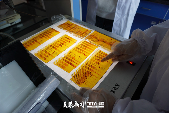 【大国“粮”策】贵州：科技育种，抓牢农业现代化种业“芯”