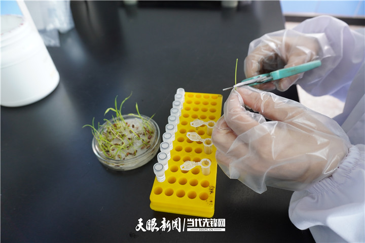 【大国“粮”策】贵州：科技育种，抓牢农业现代化种业“芯”