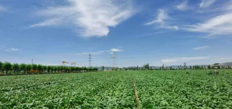 宁夏固原三营：集中力量接火  为冷凉蔬菜解渴_fororder_图片49
