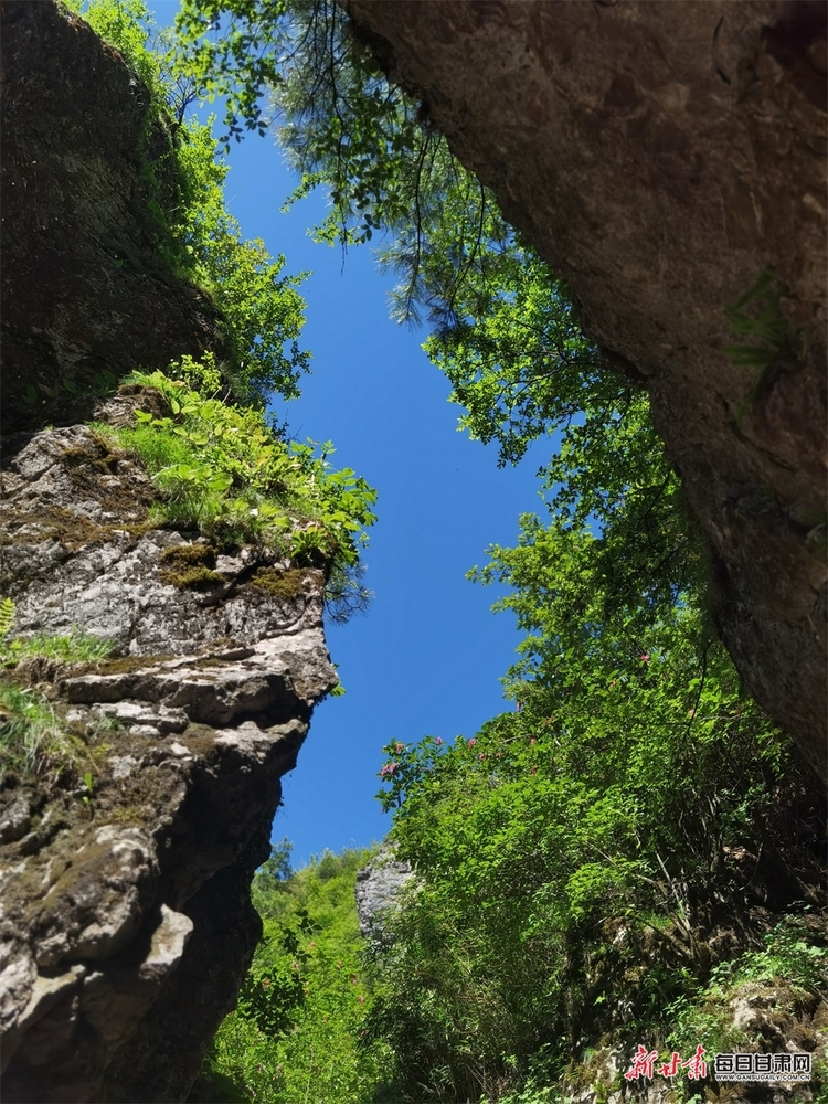 【焦点图】集华山之险和庐山之秀于一身 康县龙王山你去过吗_fororder_6