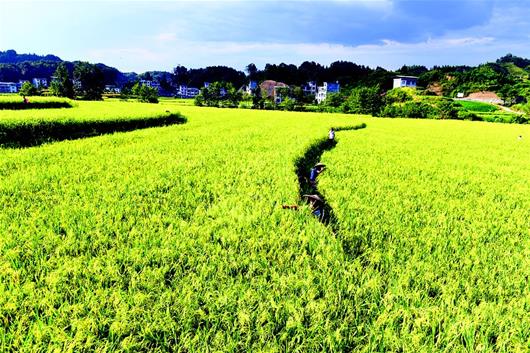 【暂不签】“司村共建”定点帮扶——恩施来凤扶贫路越走越亮堂
