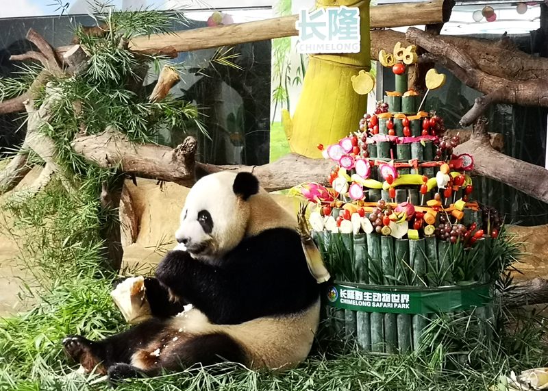 全球唯一大熊猫三胞胎萌帅酷喜迎6周岁生日_fororder_10