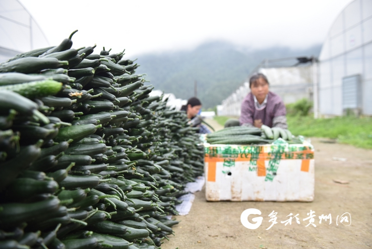黔南：“三个聚焦”推动农业强、农村美、农民富