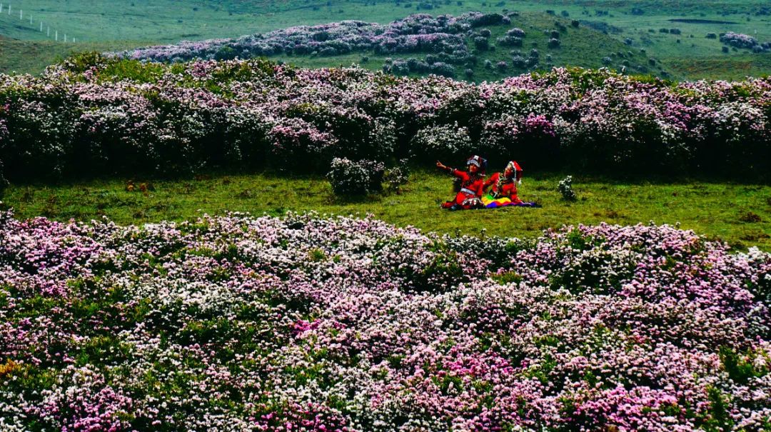 乌蒙大草原：春赏花夏踏草 秋观“佛光”冬滑雪