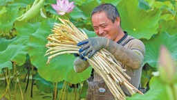 芜湖市湾沚区：“藕带”带出 致富路