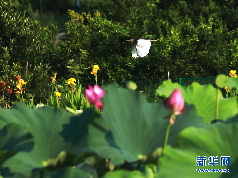 【城市远洋带图】重庆忠县：三峡橘乡白鹭翩飞 尽显生态之美