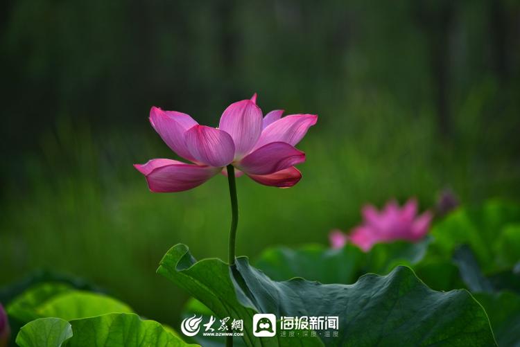 小暑，来日照过清凉一夏