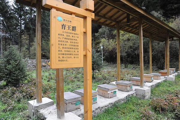 乡村振兴看阿坝｜“小蜜蜂大产业”黑水县充分利用资源优势 助力蜂农增收致富_fororder_育王群-供图-中共阿坝州委网信办