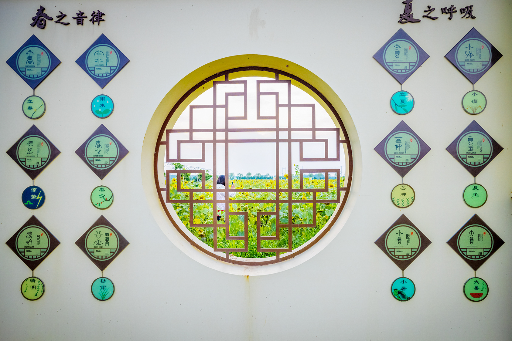 山东好景丨向日葵映日绽放，美到惊艳