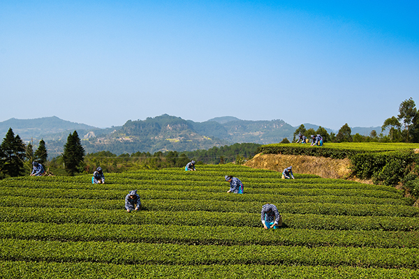 第十一届四川茶博会“金熊猫奖”茶叶评选榜单出炉 自贡荣县茶叶获“九金一银”_fororder_2荣县茶叶种植基地（摄影-廖志全）