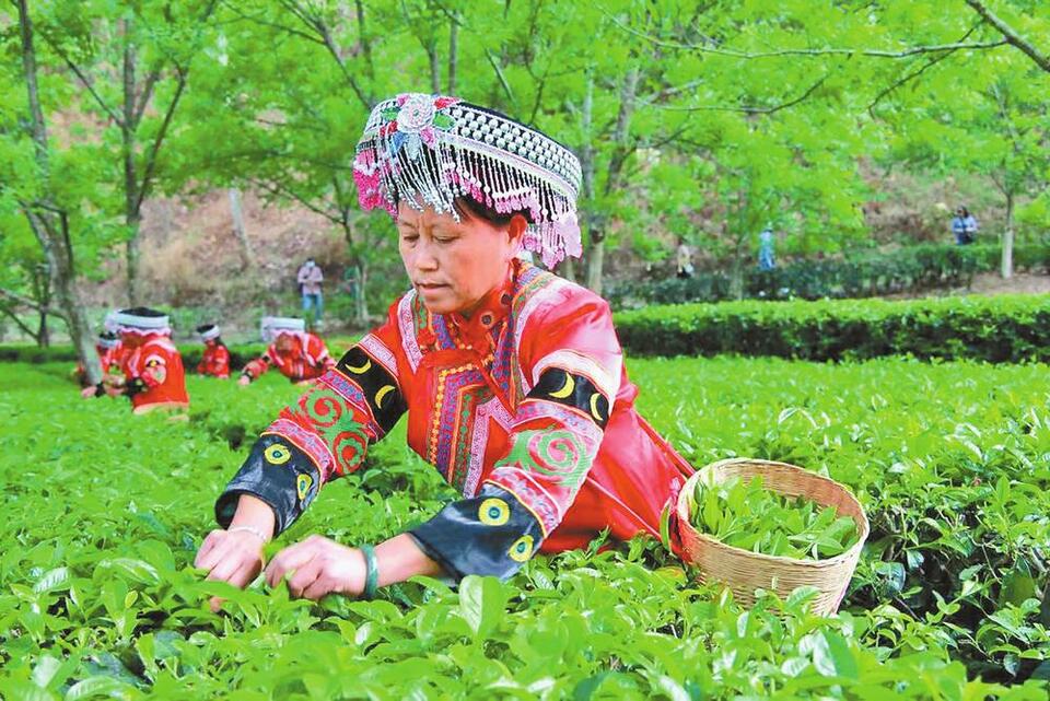 临沧凤庆：另辟蹊径发展茶产业_fororder_e0