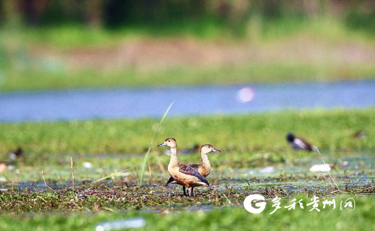 （中首）生态文明贵阳国际论坛：三个词、十场会，全民共赴“绿水青山”