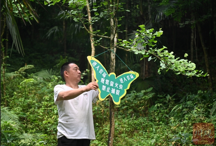 （转载）流萤点点 灿若繁星 探寻大邑山中萤火虫秘境