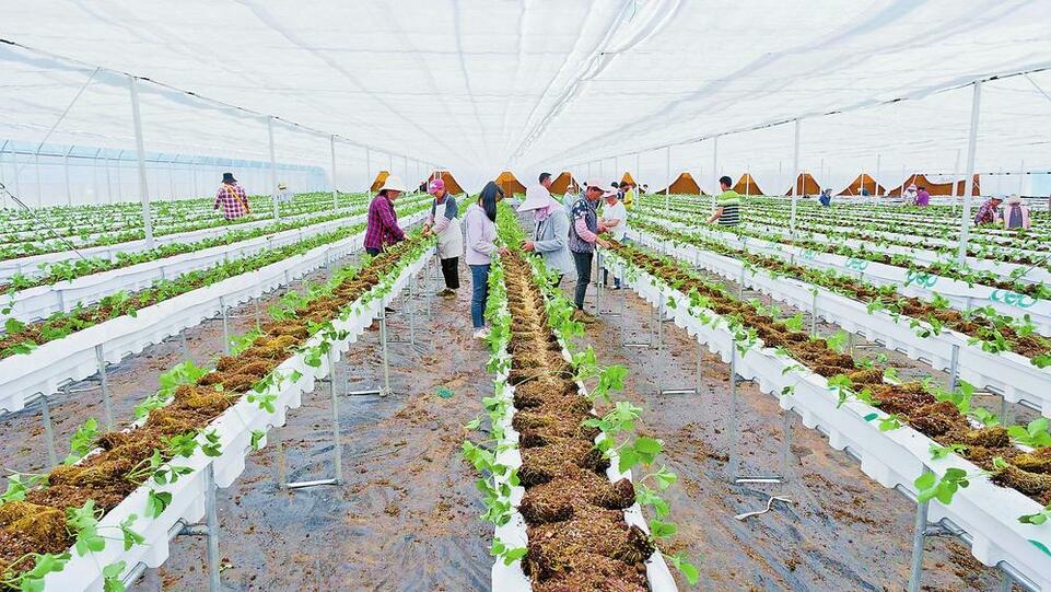 昭通巧家：打造现代化草莓基地_fororder_6f