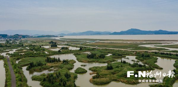 害草败走 候鸟来归 闽江口湿地生态逐渐恢复