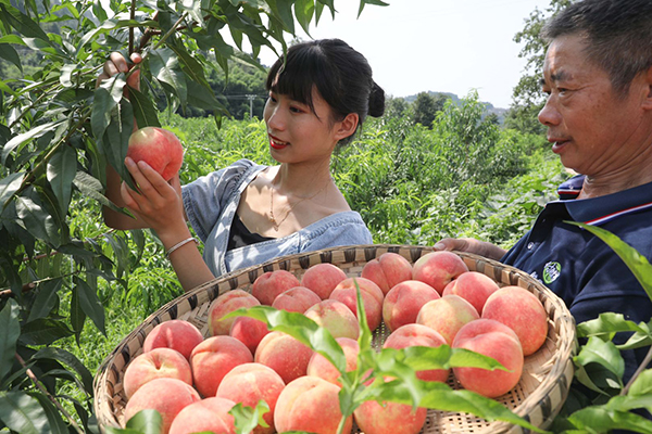 乡村振兴 成都将形成“西有战旗 东有连山”新格局_fororder_村民采摘桃子-摄影-范丽利