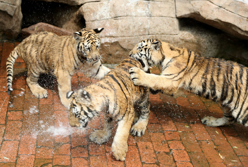 喷淋、玩水、吃西瓜……青岛森林野生动物世界的小动物这样消暑