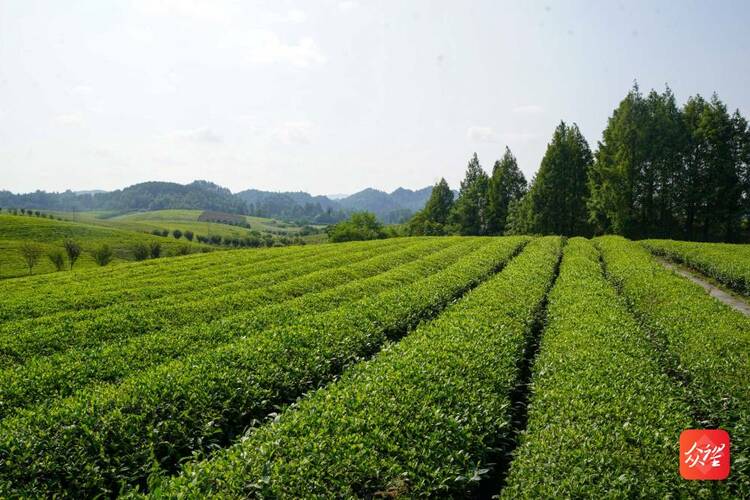 【在希望的田野上】湄潭茶海：一碧万顷，茶香四溢