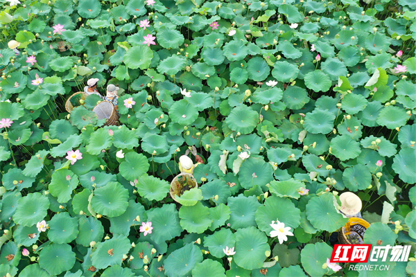 湖南道县：莲叶何田田 立秋采莲忙
