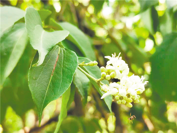 国家二级重点保护野生植物七子花失踪百余年后重现湖北_fororder_01