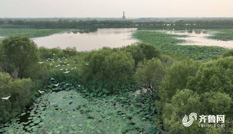 走在前 开新局｜打卡秋日滨州 解锁黄河岸边文化新地标