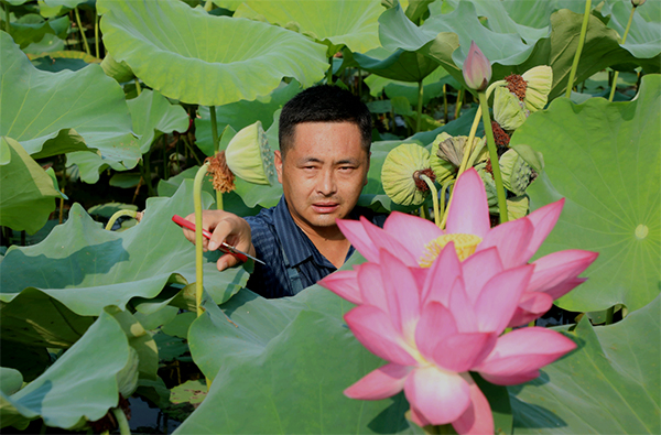 我在乡村挺好的｜眉山仁寿：退役军人返乡创业 争当乡村振兴“排头兵”_fororder_张大志在荷塘采收莲蓬-供图-仁寿县委宣传部
