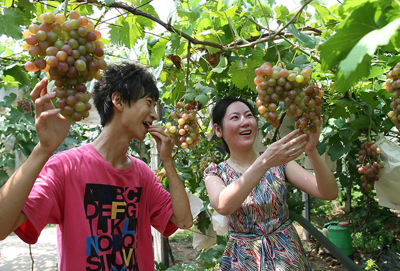 自贡市沿滩区2022年上半年实现旅游综合收入24.8亿元_fororder_葡萄园采摘6