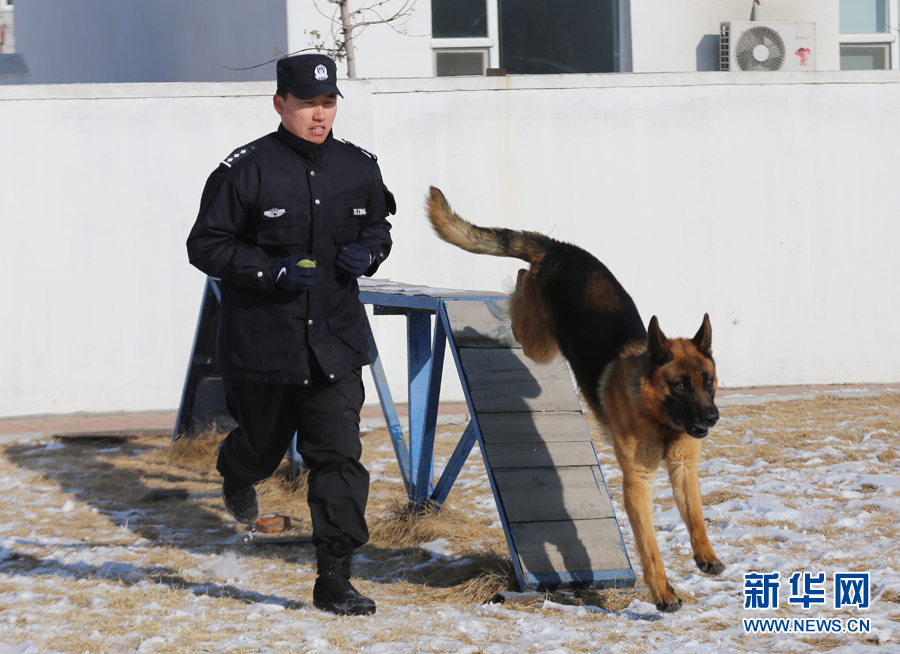 【图说吉林】【移动版（轮播）】【社会民生（标题）】训导员带警犬值守长春春运