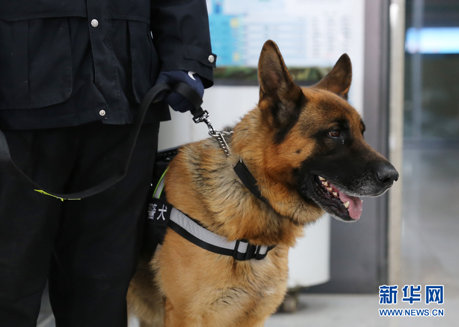 【图说吉林】【移动版（轮播）】【社会民生（标题）】训导员带警犬值守长春春运