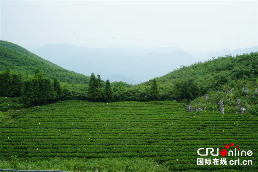 图片默认标题_fororder_茶园 (1).JPG