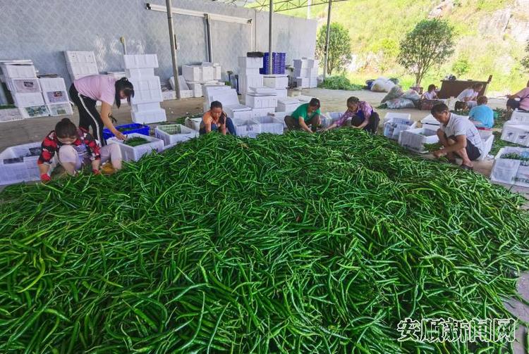 贵州紫云：做强蔬菜产业 走稳脱贫之路