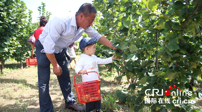 03【吉林】【供稿】延边州延吉市朝阳川镇第一届榛子采摘节开幕