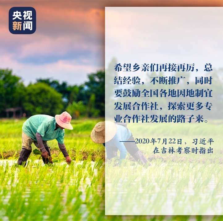 一枝一叶总关情丨让农民挑上“金扁担”