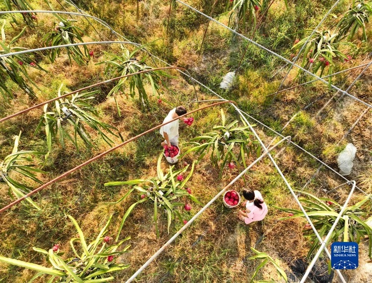 湖南道县：特色种植 助农增收_fororder_1