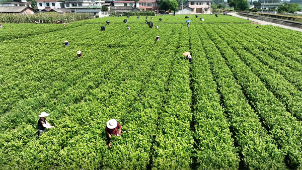眉山青神：茉莉花飘香 花农采摘忙_fororder_眉山青神的茉莉花基地-供图-青神县委宣传部（1）