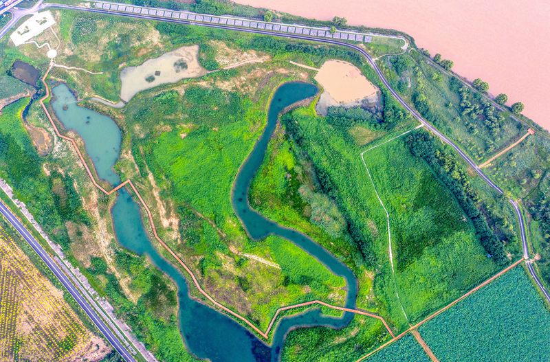【城市远洋】黄河湿地生态好 鸟儿纷来舞翩跹