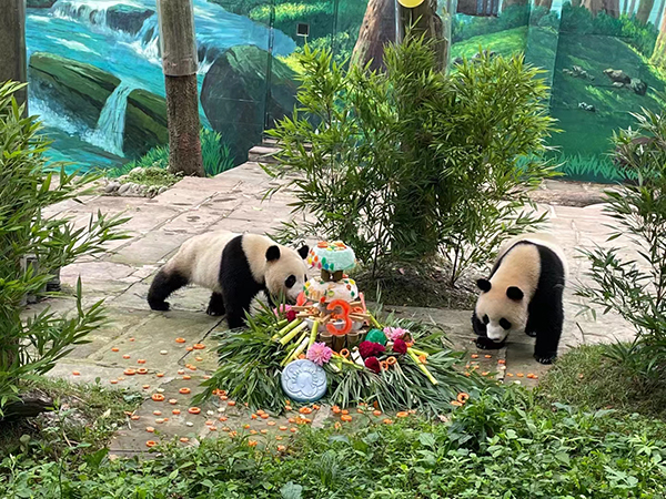 雅安举行城市吉祥物大熊猫“雅雅”“安安”三周岁主题活动_fororder_熊猫正在享用蛋糕--摄影--方秦2