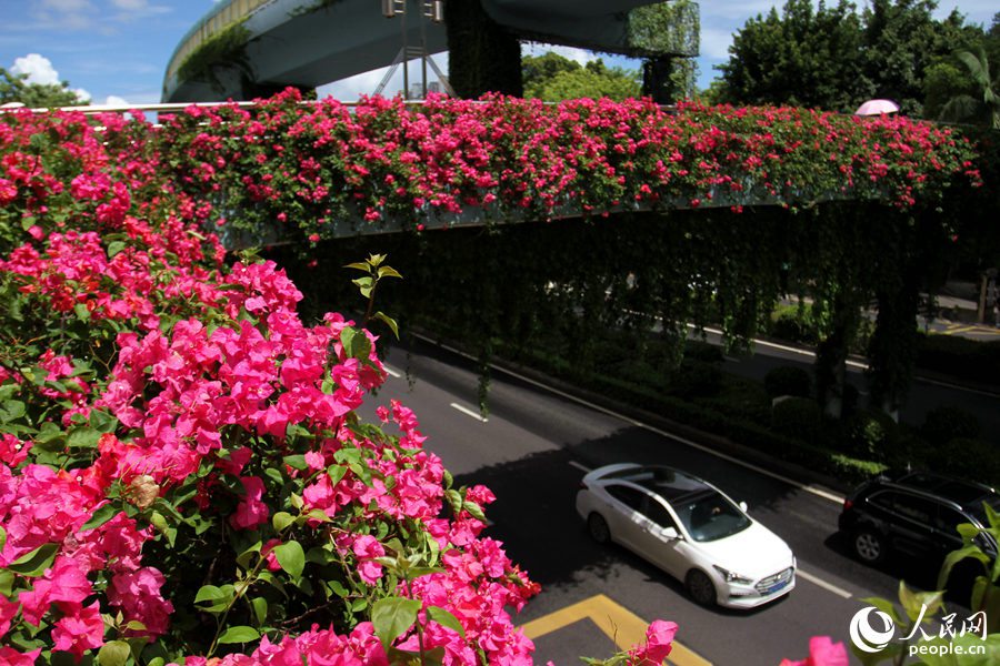 “空中花廊”扮靓城市 厦门三角梅繁花似锦开满天桥