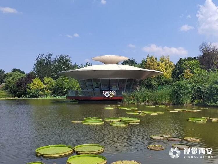 西安植物园王莲叶盘似扁舟 吸引众多市民观赏打卡