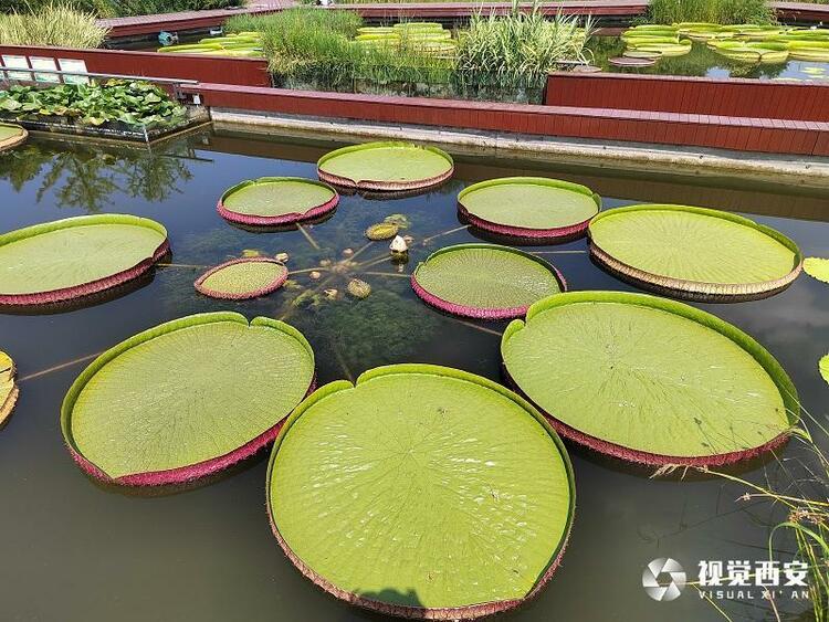 西安植物园王莲叶盘似扁舟 吸引众多市民观赏打卡