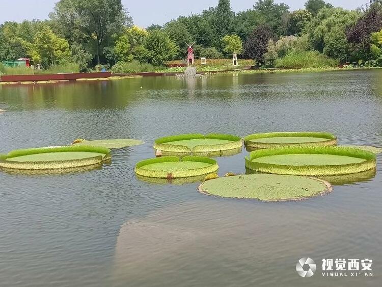 西安植物园王莲叶盘似扁舟 吸引众多市民观赏打卡