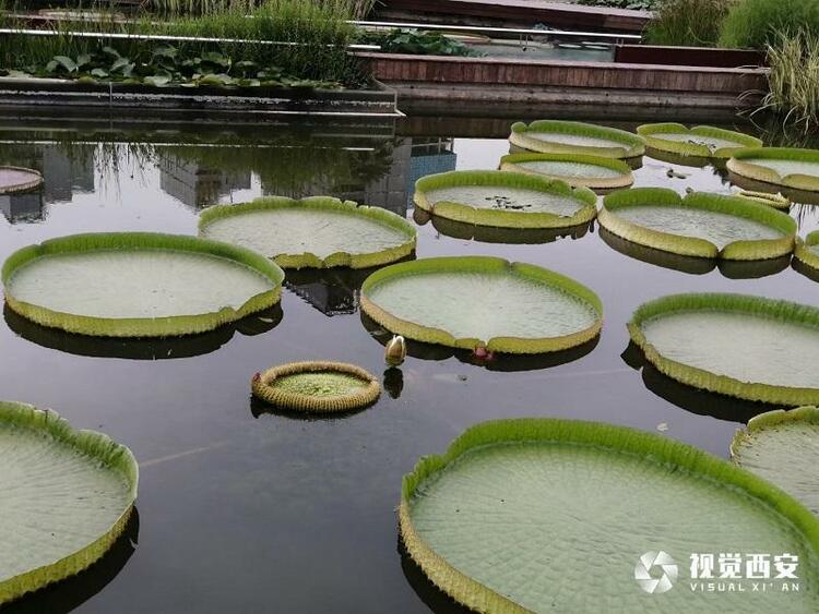 西安植物园王莲叶盘似扁舟 吸引众多市民观赏打卡