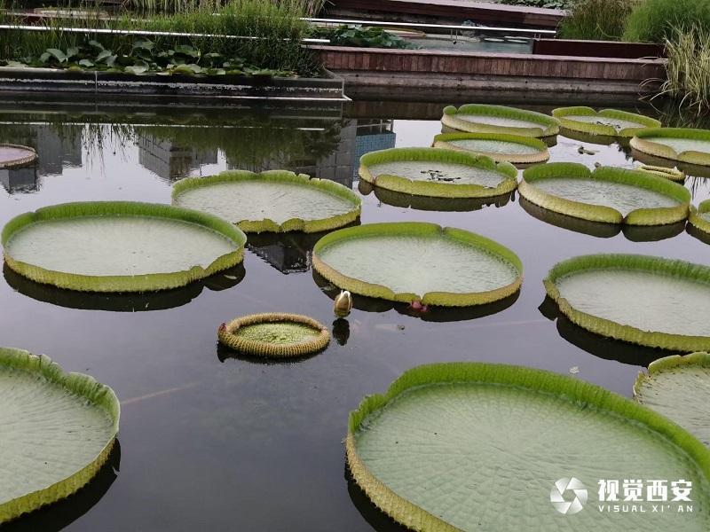 西安植物园王莲叶盘似扁舟 吸引众多市民观赏打卡