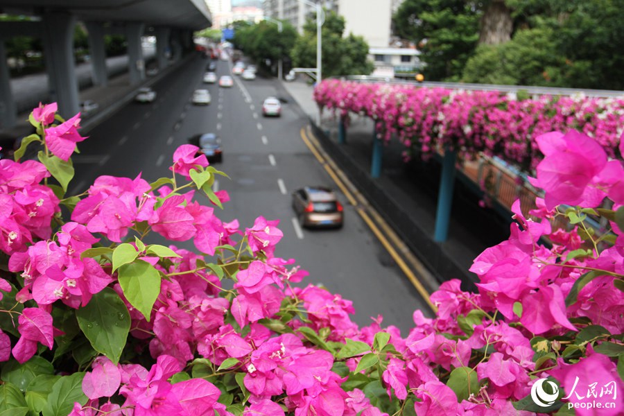 “空中花廊”扮靓城市 厦门三角梅繁花似锦开满天桥
