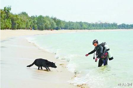 搜救犬水灾救援22天后殉职 主人洒泪:它太累了