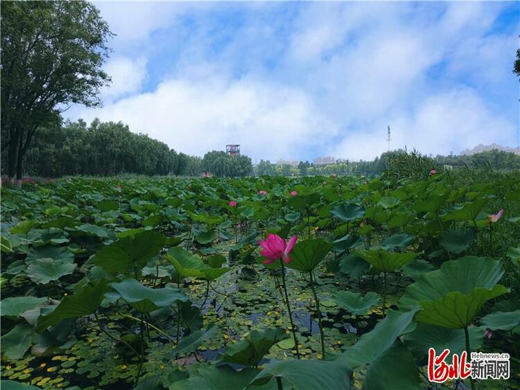 迁安：天蓝地绿迷人眼 生态水城惹人醉