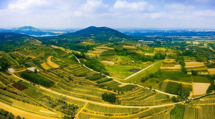 【原创】以茶为本 青岛西海岸新区海青镇全产业链发展茶产业_fororder_图片1
