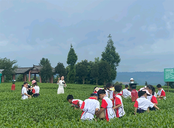 眉山洪雅：青杠坪·茶客空间又添“新身份”_fororder_茶园研学-供图-洪雅县委宣传部