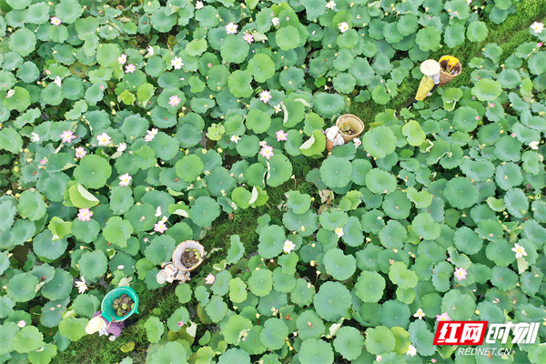 湖南道县：莲叶何田田 立秋采莲忙